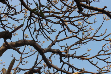 Plumeria acuminata Art or Apocynaceae tree.