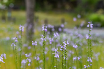 Obraz premium マツバウンラン