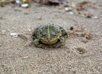 Frog / toad sits on sand close up