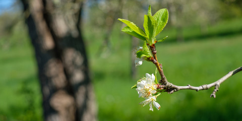 Ast Blüte weiß Austrieb Blätter Apfelbaum