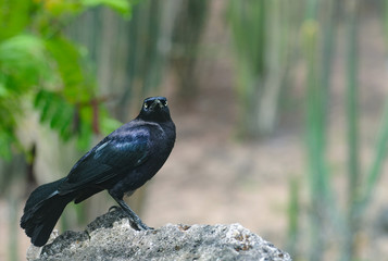 Faune des antilles. Oiseau noir aux relfets violets. Le quiscale merle. Quiscalus lugubris
