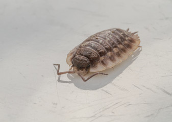 Woodlouse