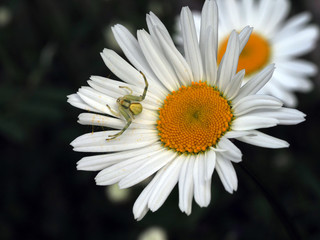 Spinne auf Bl&uuml;te