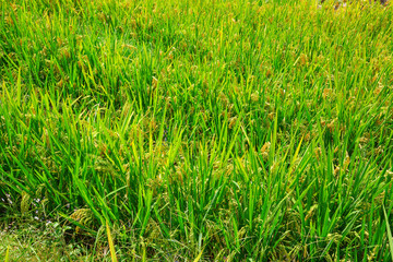 Longji Rice Terraces