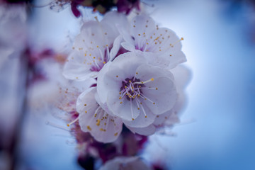 flores de albaricoque