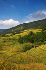 Longji Rice Terraces
