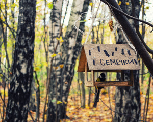 bird feeder with a bird inside in the forest