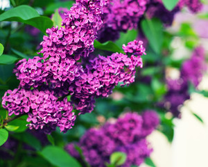 lilac in the garden