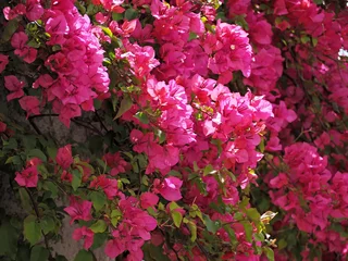 Fototapeten Azalee Wonderful pink blooming azalea flowers  © Stimmungsbilder1