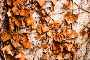 Dead leaves on a branch hanging on a plastered wall. Organic elements that mark the transition to fall and winter