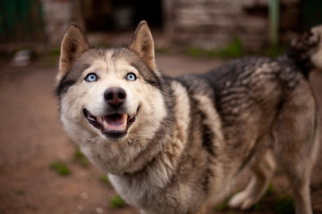 Siberian husky dog with blue eyes stands and looks ahead and smiling. House garage, green grass are on the background.