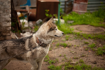 Siberian husky dog with blue eyes stands and looks ahead and smiling. House garage, green grass are on the background.