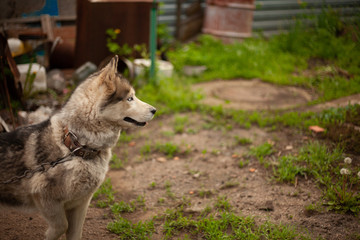 Siberian husky dog with blue eyes stands and looks ahead and smiling. House garage, green grass are on the background.