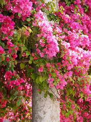Fototapeta na wymiar Wonderful pink blooming azalea flowers