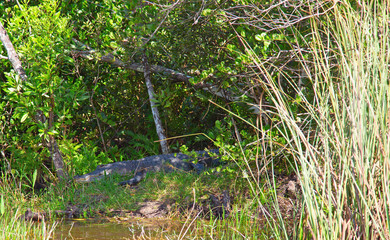 Everglades