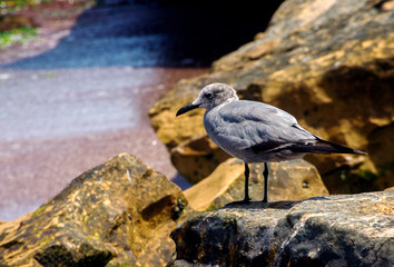 Grey gull (Leucophaeus modestus)  close-up sitting on the wild beach of Pacific ocean
