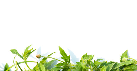 grass with white background.