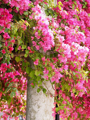 Wonderful pink blooming azalea flowers