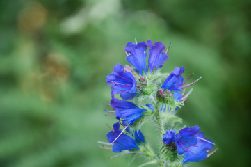 Blue flower in the garden