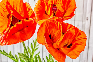Obraz premium Trzy kwiaty maku orientalnego na niewyraźne podłoże drewniane