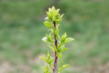 Young branch of a bush in the spring forest