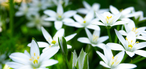 Floral background. Blurred green bokeh. Spring floral background with flowers and green leaves, grass. Sunshine, summer. Green background. Floral background, flowers on a green background.