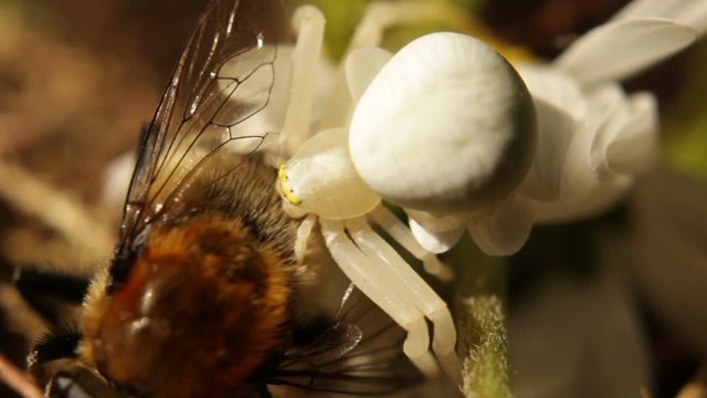 Krabbenspinne