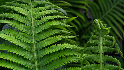Floral background. Blurred green bokeh. Spring floral background with flowers and green leaves, grass. Sunshine, summer. Green background. Floral background, flowers on a green background.