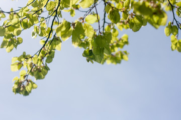 Close up of natural green leaves. Beautiful tree background