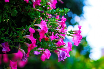 ดอกไม้สีชมพู