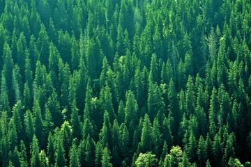 fir forest seen from above