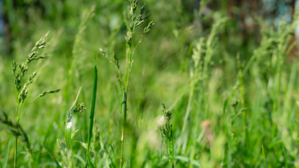 Floral background. Blurred green bokeh. Spring floral background with flowers and green leaves, grass. Sunshine, summer. Green background. Floral background, flowers on a green background.