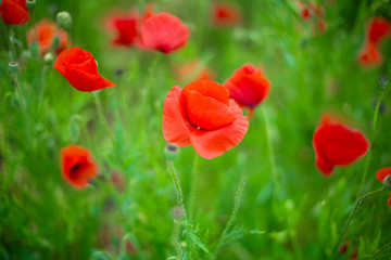 red poppies in green grass closeup, blurred background