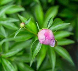 pink peony bud in dense leaves on a green background