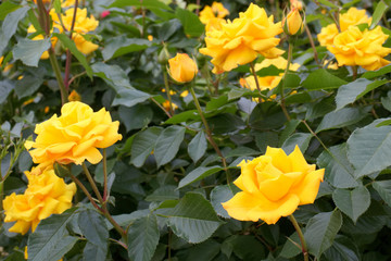 バラ　ゴールドマリー