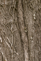 Close up of the texture of the bark of a tree