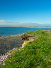 sea thrift along the cliff edge on the coast path into Westward Ho! in Devon.