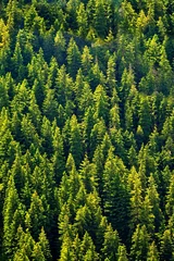 Foto auf Alu-Dibond fir forest seen from above © sebi_2569