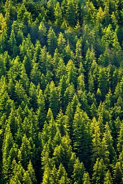 Fototapeta fir forest seen from above