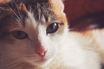 Portrait of calico tricolor domestic cat looks to the camera.
