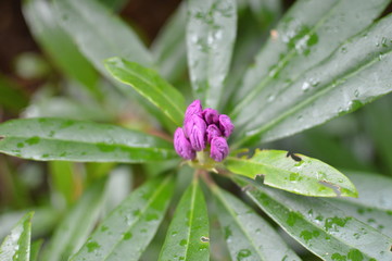 Rhododendron 