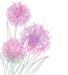 Corner bouquet of outline Allium giganteum or Giant onion flower in pastel purple isolated on white background. - obrazy, fototapety, plakaty