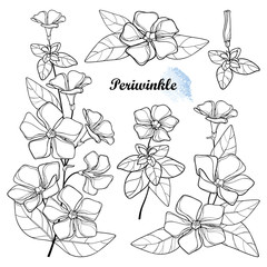 Set with outline Periwinkle or Vinca flower bunch and ornate leaves in black isolated on white background.