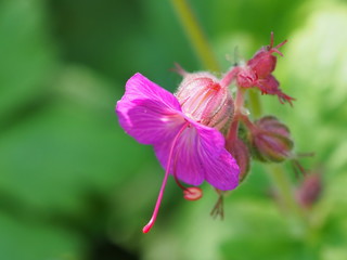 Fototapeta na wymiar Pink flower