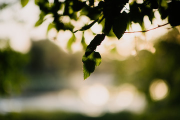 Sunlight falls on green leaves of trees close up.