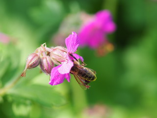 Bee eating