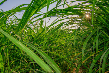 Fototapeta premium Imperata cylindrica green sky bright with sunlight