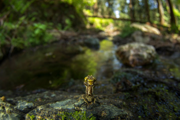 クロサナエの羽化