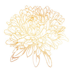 Gold aster hand drawn illustration on white background