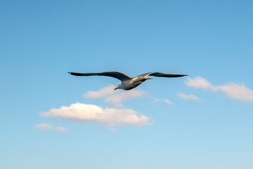 Seagull flock on blue sky background. Seagulls flying in blue sky. Flock of seagulls in sky